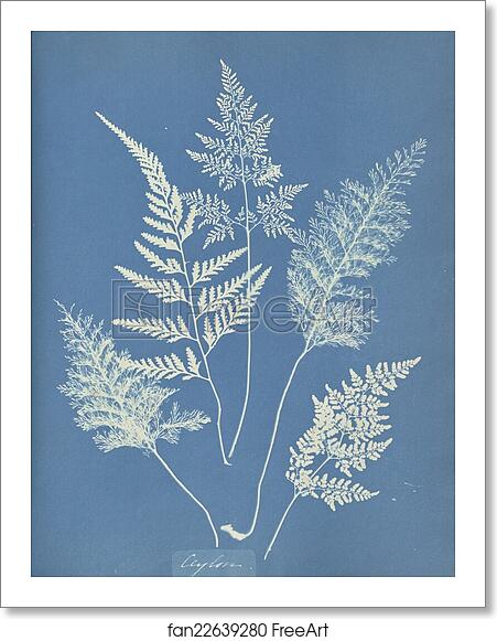 Free art print of Ceylon by Anna Atkins