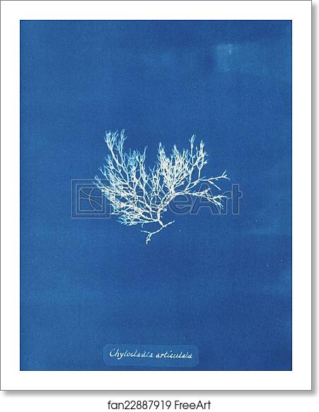 Free art print of Chylocladia articulata by Anna Atkins