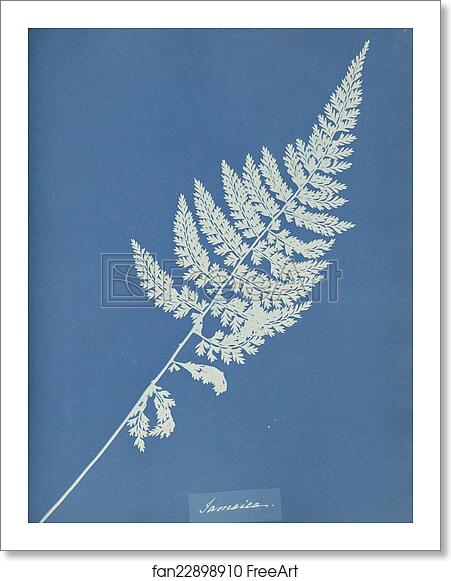 Free art print of Jamaica by Anna Atkins