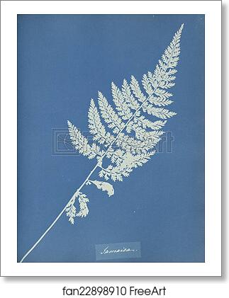 Free art print of Jamaica by Anna Atkins Free art print of Jamaica by Anna Atkins