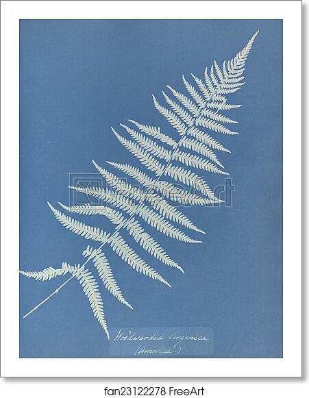 Free art print of Woodwardia virginica, America by Anna Atkins