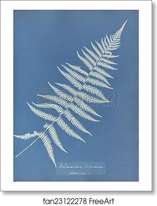 Free art print of Woodwardia virginica, America by Anna Atkins Free art print of Woodwardia virginica, America by Anna Atkins