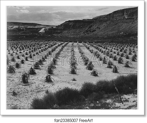 Free art print of Looking across rows of corn, cliff in background, "Corn Field, Indian Farm near Tuba City, Arizona, in Rain, 1941.".  Photographs of National Parks and Monuments, compiled 1941 - 1942, documenting the period ca. 1933 - 1942. by Ansel Adams (1902-1984)