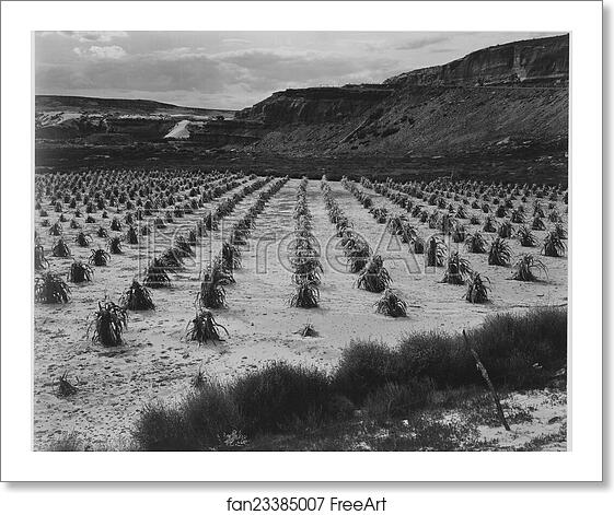 Free art print of Looking across rows of corn, cliff in background, "Corn Field, Indian Farm near Tuba City, Arizona, in Rain, 1941.". Photographs of National Parks and Monuments, compiled 1941 - 1942, documenting the period ca. 1933 - 1942. by Ansel Adams (1902-1984) Free art print of Looking across rows of corn, cliff in background, "Corn Field, Indian Farm near Tuba City, Arizona, in Rain, 1941.". Photographs of National Parks and Monuments, compiled 1941 - 1942, documenting the period ca. 1933 - 1942. by Ansel Adams (1902-1984)
