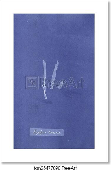 Free art print of Porphyra linearis by Anna Atkins Free art print of Porphyra linearis by Anna Atkins