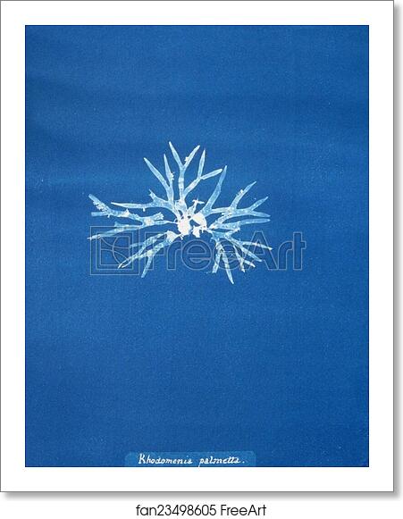 Free art print of Rhodomenia palmetta by Anna Atkins