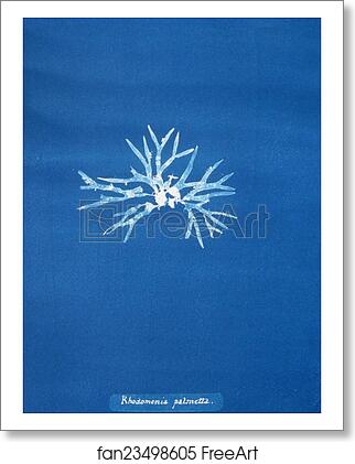 Free art print of Rhodomenia palmetta by Anna Atkins Free art print of Rhodomenia palmetta by Anna Atkins