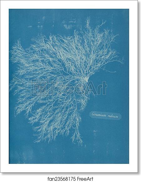 Free art print of Ceramium rubrum by Anna Atkins Free art print of Ceramium rubrum by Anna Atkins