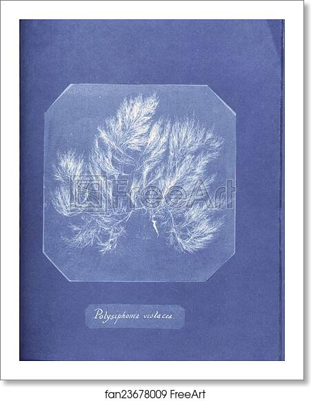 Free art print of Polysiphonia violacea by Anna Atkins Free art print of Polysiphonia violacea by Anna Atkins