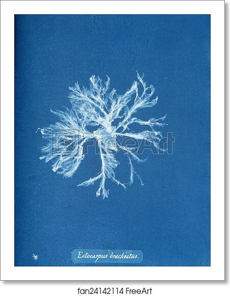 Free art print of Ectocarpus brachiatus by Anna Atkins Free art print of Ectocarpus brachiatus by Anna Atkins