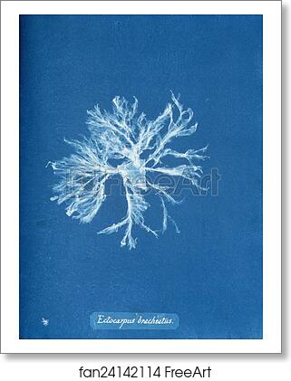 Free art print of Ectocarpus brachiatus by Anna Atkins Free art print of Ectocarpus brachiatus by Anna Atkins