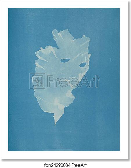 Free art print of Kalymenia dubyi by Anna Atkins Free art print of Kalymenia dubyi by Anna Atkins