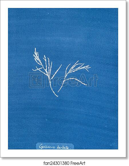 Free art print of Cystoseira barbata by Anna Atkins