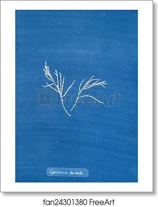 Free art print of Cystoseira barbata by Anna Atkins Free art print of Cystoseira barbata by Anna Atkins