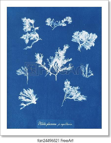Free art print of Ptilota plumosa β capillaris by Anna Atkins Free art print of Ptilota plumosa β capillaris by Anna Atkins