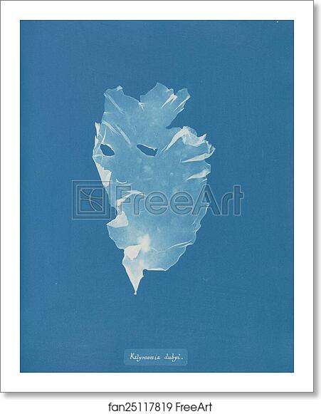 Free art print of Kalymenia dubyi by Anna Atkins Free art print of Kalymenia dubyi by Anna Atkins