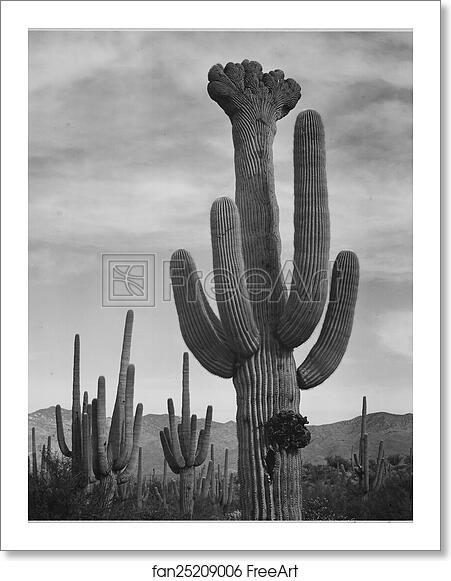 Free art print of Full view of cactus with others surrounding, "Saguaros, Saguaro National Monument," Arizona. (Vertical Orientation). Photographs of National Parks and Monuments, compiled 1941 - 1942, documenting the period ca. 1933 - 1942. by Ansel Adams (1902-1984) Free art print of Full view of cactus with others surrounding, "Saguaros, Saguaro National Monument," Arizona. (Vertical Orientation). Photographs of National Parks and Monuments, compiled 1941 - 1942, documenting the period ca. 1933 - 1942. by Ansel Adams (1902-1984)