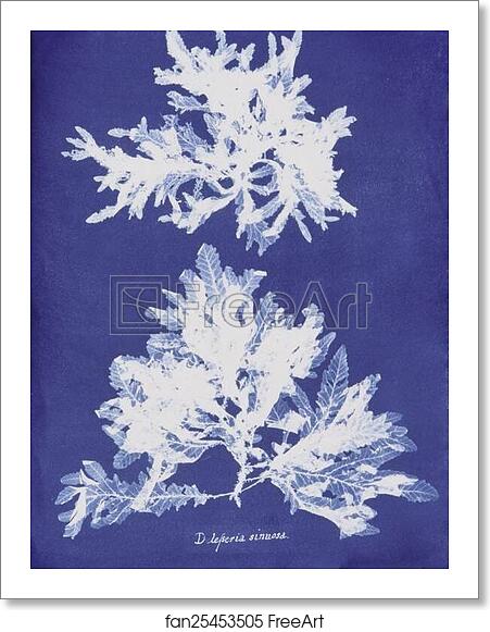 Free art print of Delesseria sinuosa by Anna Atkins Free art print of Delesseria sinuosa by Anna Atkins