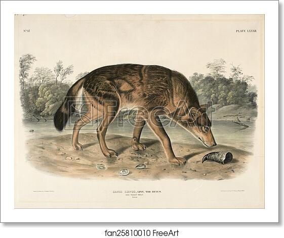 Free art print of Red Texas Wolf (Canis Lupus) by John Woodhouse Audubon Free art print of Red Texas Wolf (Canis Lupus) by John Woodhouse Audubon