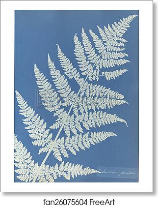 Free art print of Lastrea focnisecii by Anna Atkins Free art print of Lastrea focnisecii by Anna Atkins