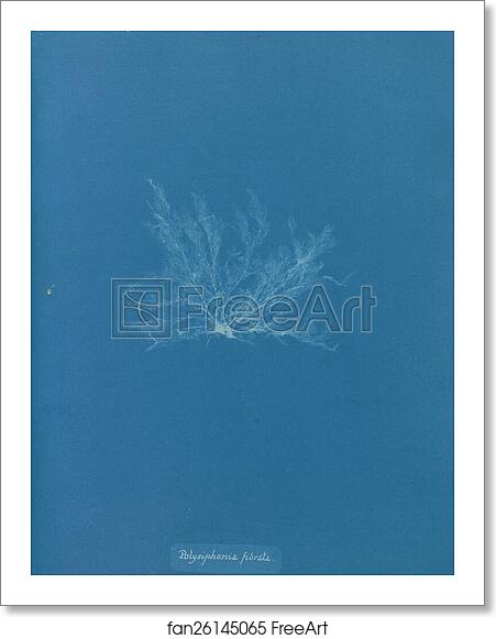 Free art print of Polysiphonia fibrata by Anna Atkins