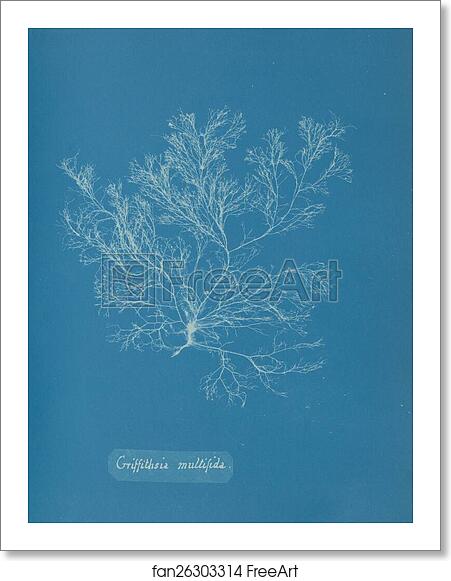 Free art print of Griffithsia multifida by Anna Atkins Free art print of Griffithsia multifida by Anna Atkins