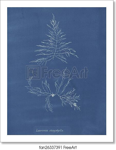 Free art print of Laurencia dasyphylla by Anna Atkins