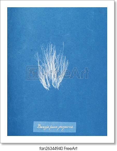 Free art print of Bangia fusco-purpurea by Anna Atkins