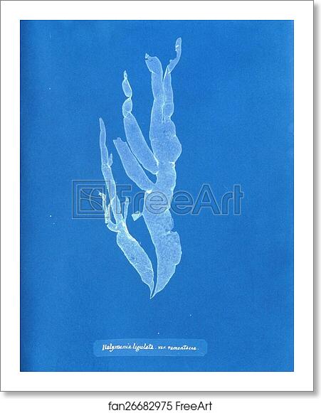 Free art print of Halymenia ligulata var. ramentacea by Anna Atkins