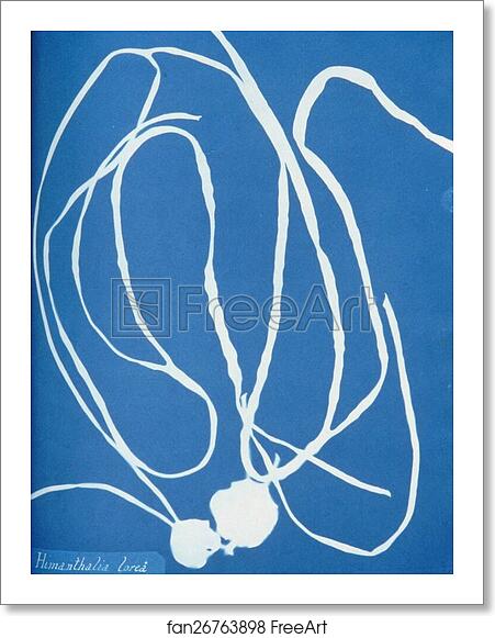 Free art print of Himanthalia lorea by Anna Atkins