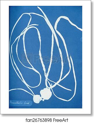 Free art print of Himanthalia lorea by Anna Atkins Free art print of Himanthalia lorea by Anna Atkins