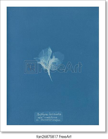 Free art print of Porphyra laciniata var. umbilicus on Chondrus crispus by Anna Atkins Free art print of Porphyra laciniata var. umbilicus on Chondrus crispus by Anna Atkins