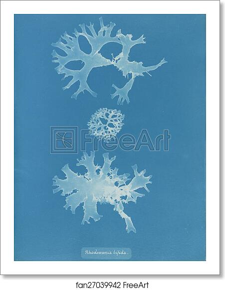 Free art print of Rhodomenia bifida by Anna Atkins