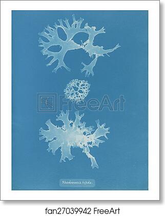 Free art print of Rhodomenia bifida by Anna Atkins Free art print of Rhodomenia bifida by Anna Atkins