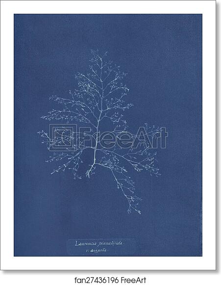 Free art print of Laurencia pinnatifida v. angusta by Anna Atkins