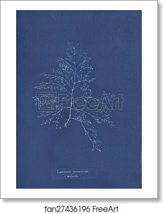 Free art print of Laurencia pinnatifida v. angusta by Anna Atkins Free art print of Laurencia pinnatifida v. angusta by Anna Atkins