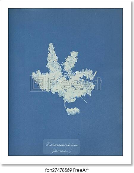 Free art print of Trichomones crinitum, Jamaica by Anna Atkins Free art print of Trichomones crinitum, Jamaica by Anna Atkins