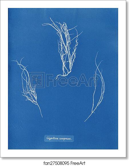 Free art print of Gigartina compressa. by Anna Atkins