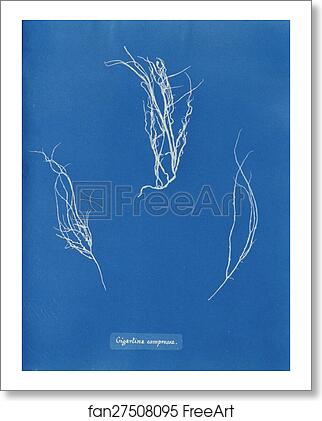 Free art print of Gigartina compressa. by Anna Atkins Free art print of Gigartina compressa. by Anna Atkins