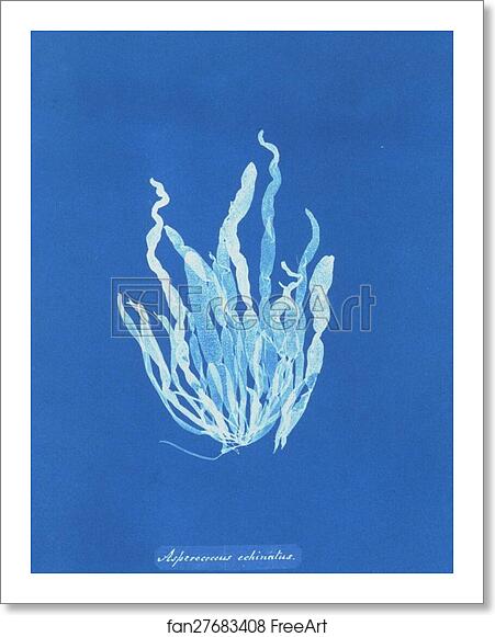 Free art print of Asperococcus echinatus by Anna Atkins