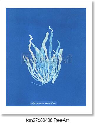 Free art print of Asperococcus echinatus by Anna Atkins Free art print of Asperococcus echinatus by Anna Atkins