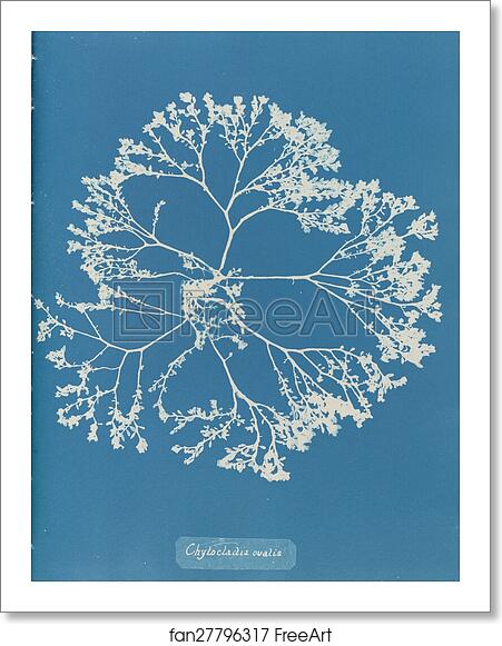 Free art print of Chylocladia ovalis by Anna Atkins