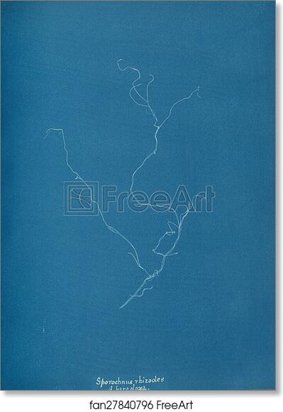 Free art print of Sporochnius rhizodes ß paracloxa by Anna Atkins