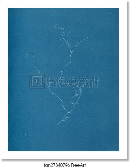 Free art print of Sporochnius rhizodes ß paracloxa by Anna Atkins Free art print of Sporochnius rhizodes ß paracloxa by Anna Atkins