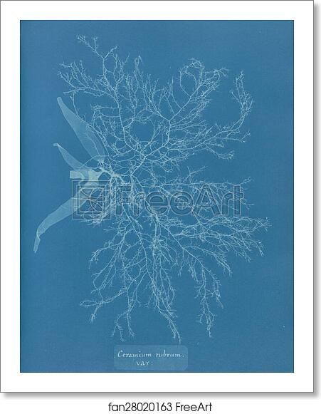 Free art print of Ceramium rubrum, var. by Anna Atkins