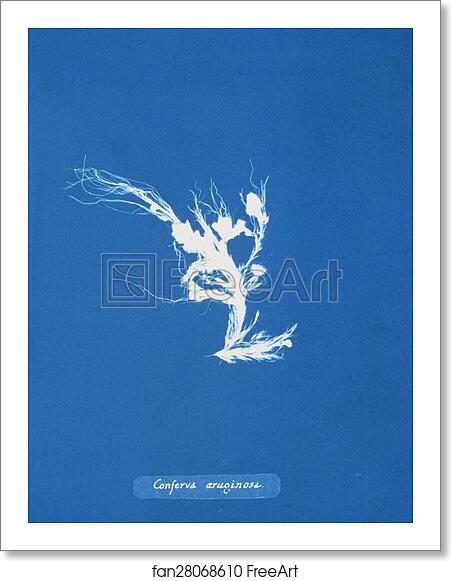 Free art print of Conferva æruginosa by Anna Atkins Free art print of Conferva æruginosa by Anna Atkins