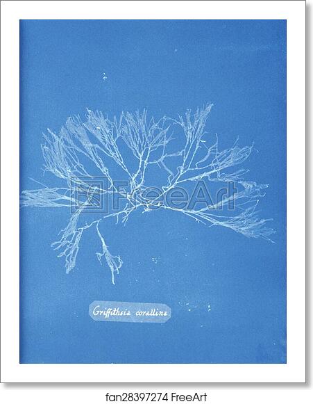 Free art print of Griffithsia corallina by Anna Atkins Free art print of Griffithsia corallina by Anna Atkins