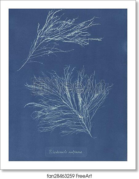 Free art print of Rhodomela subfusca by Anna Atkins