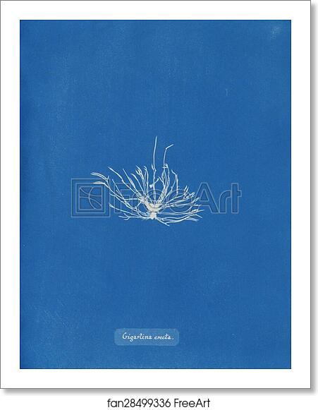 Free art print of Gigartina erecta by Anna Atkins