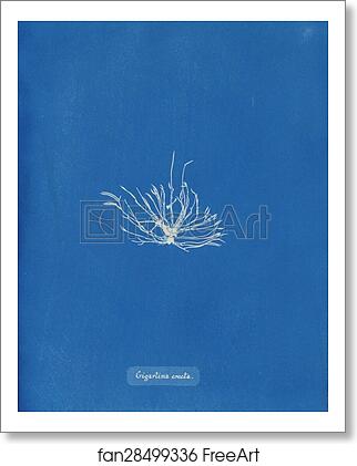 Free art print of Gigartina erecta by Anna Atkins Free art print of Gigartina erecta by Anna Atkins